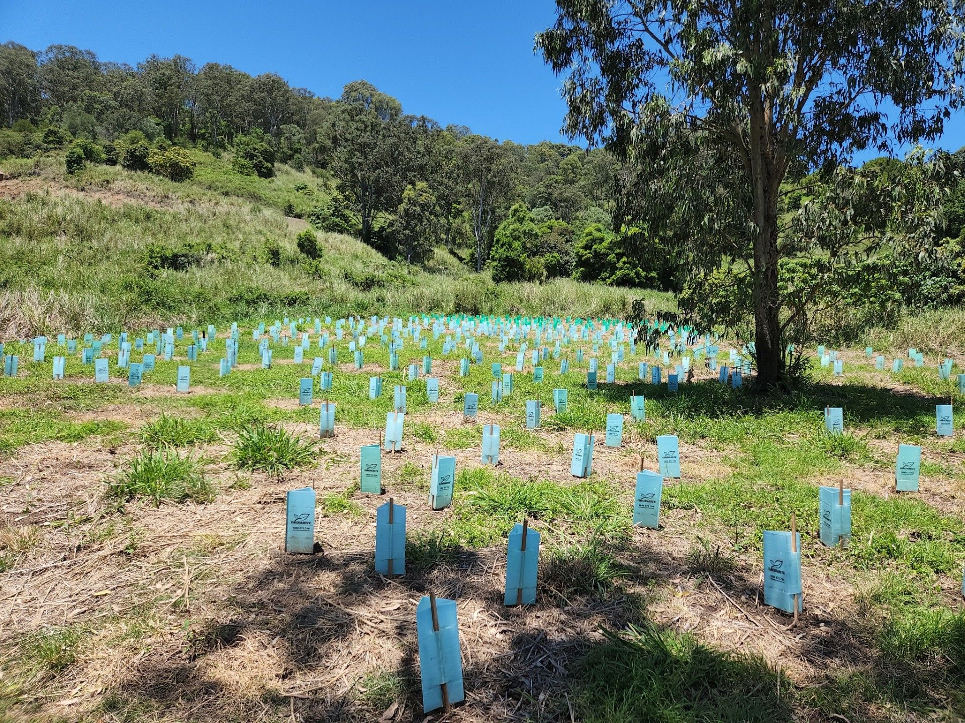 newly planted tree in the Koala Planting area nr.2