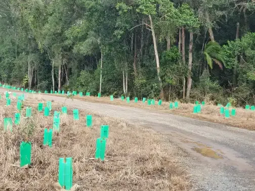 tree planting in may at Chavallum.