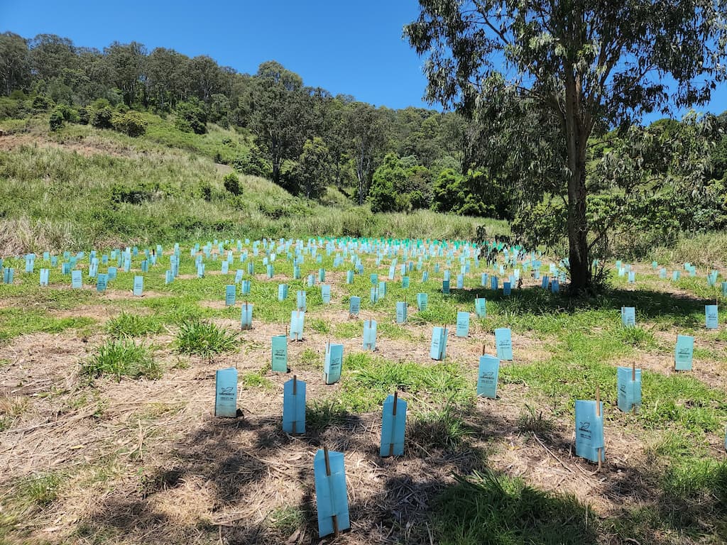 A field featuring blue poles, part of Cordwells' revegetation efforts to connect koala habitats near Kin Kin.